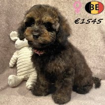 Dwergpoedel Zwart Sable 120825 F(BE1259) 281025.jpg