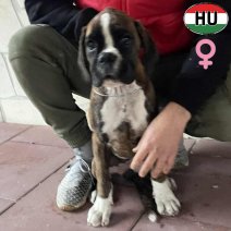 Boxer pup vrouwelijk (HU) beschikbaar eind december 2025...jpg