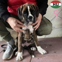 Boxer pup vrouwelijk (HU) beschikbaar eind december 2025.jpg