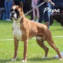 Boxer - Papa van de pups met FCI Stamboom verwacht voor december 2025.jpg