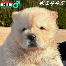 Chow Chow pup mannelijk (HU) Beschikbaar 281225.jpg