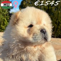 Chow Chow pup 2 vrouwelijk (HU) Beschikbaar 281225.jpg