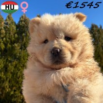Chow Chow pup 1 vrouwelijk (HU) Beschikbaar 281225.jpg