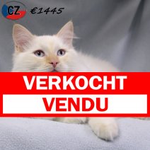 Ragdoll 090525 M(CZ2886) 141025 verkocht - vendu.jpg