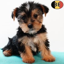 Yorkshire Terrier 250825 M(BE0919) 291025.jpg