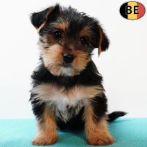 Yorkshire Terrier 250825 M(BE0908) 291025.jpg