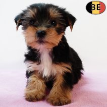 Yorkshire Terrier 250825 F(BE0920) 291025.jpg