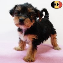 Yorkshire Terrier 250825 F(BE0938) 291025.jpg