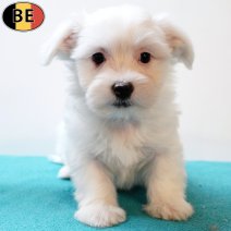 Maltezer 030925 M(BE0795) 291025.jpg