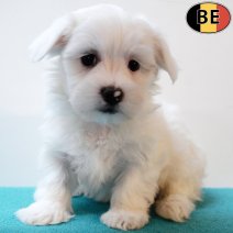 Maltezer 030925 M(BE0803) 291025.jpg