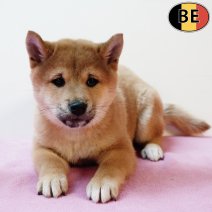 Shiba Inu 030925 F(BE0873) 291025.jpg