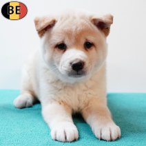 Shiba Inu 030925 M(BE0778) 291025.jpg