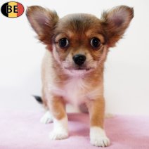 Chihuahua 020925 F(BE4403) 291025.jpg