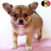 Chihuahua 020925 F(BE5072) 291025.jpg