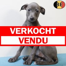Italiaanse Windhond 310725 M(BE0944) 271025 verkocht - vendu.jpg