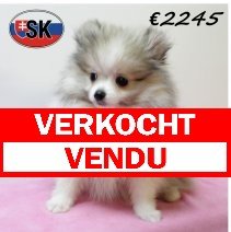 Keesje F 130625 (SK2290) 141025 verkocht - vendu.jpg