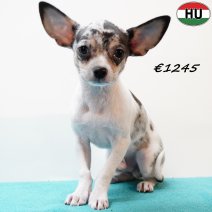 Chihuahua 300525 M (HU3406) 170925..jpg