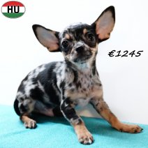 Chihuahua 300525 M (HU3408) 170925..jpg