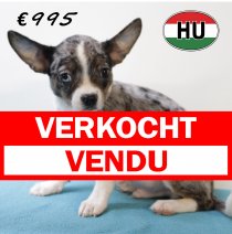 Typ Chihuahua 250625 M (HU7293) 151025 verkocht - vendu.jpg