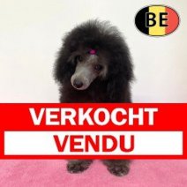 Poedel 260625 F(BE4721) 041025 Verkocht - Vendu.jpg