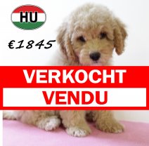 Cockapoo 300625 F (HU7335) 151025 verkocht - vendu.jpg
