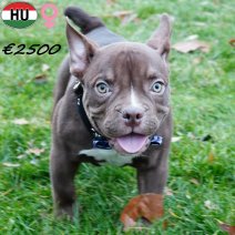 Exotic Bully 300625 F(HU7347) 311025.jpg