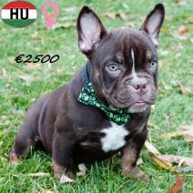 Exotic Bully 300625 F(HU7348) 311025.jpg