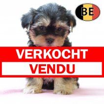 X Yorkshire 280825 F (BE4405) 241025 verkocht - vendu.jpg