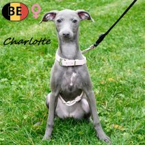 Italiaanse Windhond 080725 F(BE4840) 311025.jpg