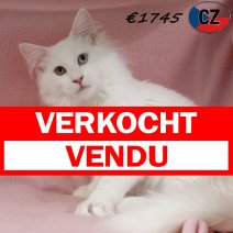 Maine Coon 030625 F(CZ2882) 141025 verkocht - vendu.jpg