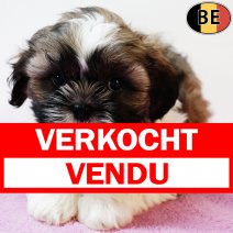 Lhasa Apso 130825 F(BE0745) 111025 verkocht - vendu.jpg