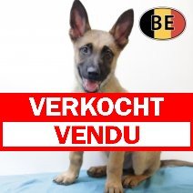 Mechelaar 170825 M (BE1020) 20102025 verkocht - vendu.jpg