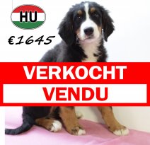 Berner Sennen 260625 F (HU7290) 151025 verkocht - vendu.jpg