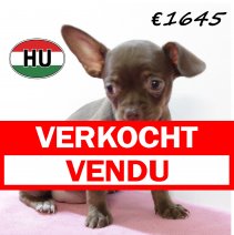 Chihuahua F 220625 (HU1864) 141025 verkocht - vendu.jpg