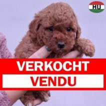 Dwergpoedel pup rood2 (HU) Verkocht - Vendu.jpg
