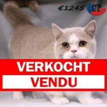 Britse Korthaar 160325 M(CZ3073) 141025 Verkocht - Vendu.jpg