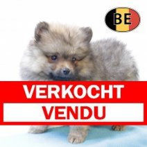 Keesje M 140825 (BE3097) 141025 Verkocht - Vendu.jpg