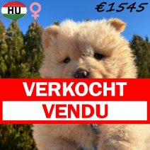 Chow Chow pup 1 vrouwelijk (HU) Beschikbaar 281225 verkocht - vendu.jpg