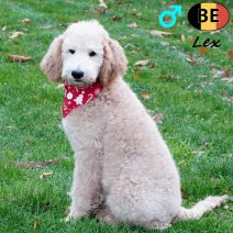 Koningspoedel Lex 100725 M(BE1253) 031125.jpg