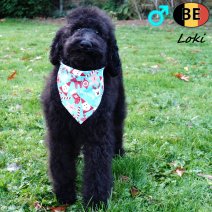 Koningspoedel Loki 100725 M(BE0972) 031125.jpg