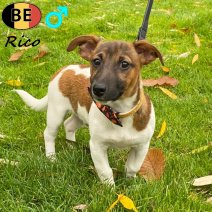 Jack Russell Rico 250625 M(BE6941) 031125.jpg