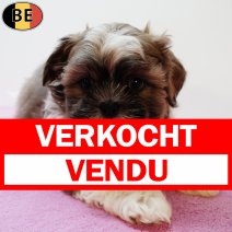 Lhasa Apso 130825 F(BE0877) 111025 verkocht - vendu.jpg