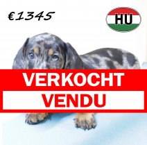 Teckel M 200625 (HU1842) 141025 verkocht - vendu.jpg