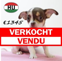 Chihuahua 250625 F (HU7297) 151025 verkocht - vendu.jpg