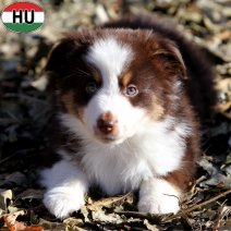 Mini Aussie pup 3 (HU) Beschikbaar eind december 2025.jpg