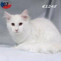 Maine Coon 030625 M(CZ2891) 141025.jpg