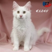 Maine Coon 110625 F(CZ2900) 141025.jpg