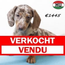 Teckel 030725 M(HU2932) 271025 Verkocht - Vendu.jpg