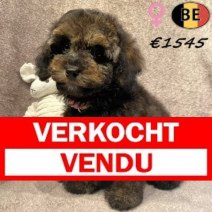 Dwergpoedel Zwart Sable 120825 F(BE1259) 281025 Verkocht - Vendu.jpg