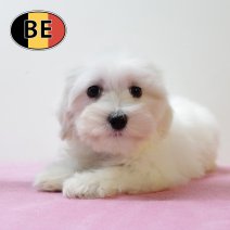 Maltezer 02092025 F (BE0815) 04112025.JPG